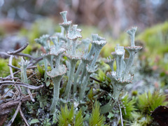 Cladonia rappii