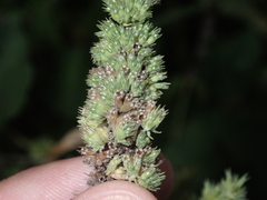Mesosphaerum pectinatum