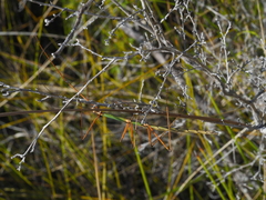 Candovia aberrata
