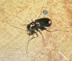 Tetracha