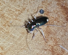 Tetracha