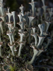 Cladonia rappii