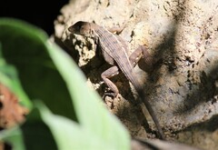 Sceloporus utiformis