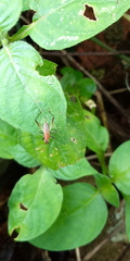 Homoeoxipha lycoides