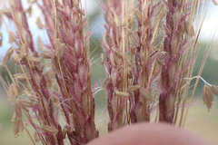 Dichanthium annulatum papillosum