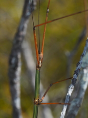 Candovia aberrata