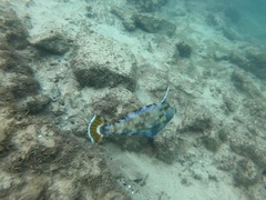 Meuschenia trachylepis