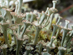 Cladonia rappii
