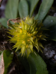 Polygala nana