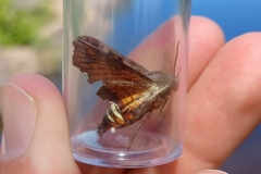 Amphion floridensis