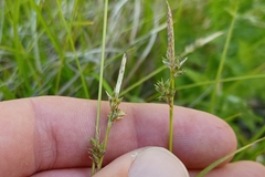 Carex lucorum