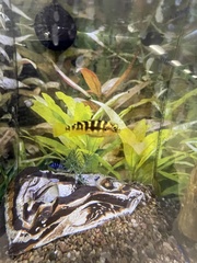 Pseudotropheus crabro