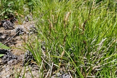Carex lucorum