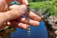 Cordulegaster maculata