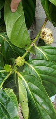 Morinda