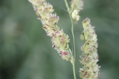 Paspalum fimbriatum