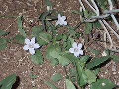 Ruellia prostrata