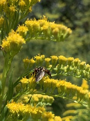 Dioprosopa clavata