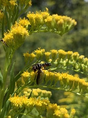 Dioprosopa clavata