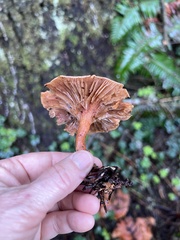 Laccaria amethysteo-occidentalis