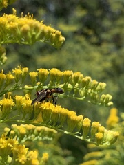 Dioprosopa clavata