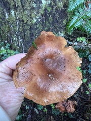 Laccaria amethysteo-occidentalis