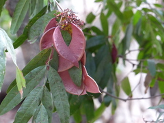 Saraca asoca