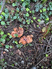 Laccaria amethysteo-occidentalis