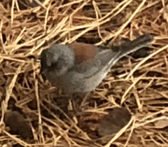 Junco hyemalis dorsalis