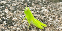 Pseudoxya diminuta