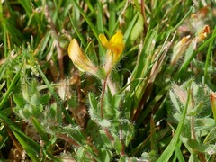 Lotus suaveolens