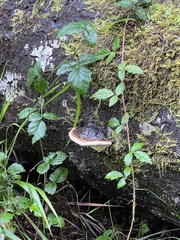 Fomitopsis ochracea