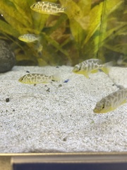 Nimbochromis venustus