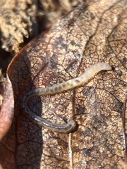 Enchytraeidae