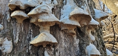 Irpiciporus