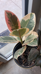 Ficus elastica