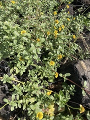 Lipochaeta integrifolia