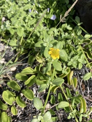 Lipochaeta integrifolia