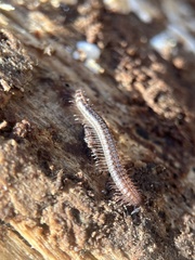 Cleidogona