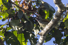 Colaptes auricularis