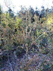 Belonocnema treatae