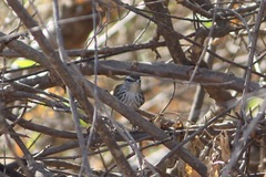 Thryophilus pleurostictus