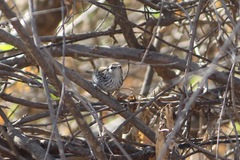 Thryophilus pleurostictus