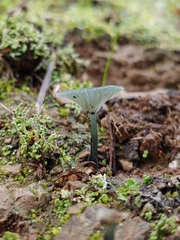 Arrhenia chlorocyanea