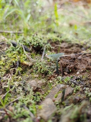 Arrhenia chlorocyanea
