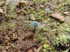 Arrhenia chlorocyanea