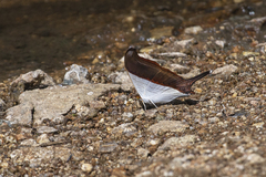 Marpesia zerynthia