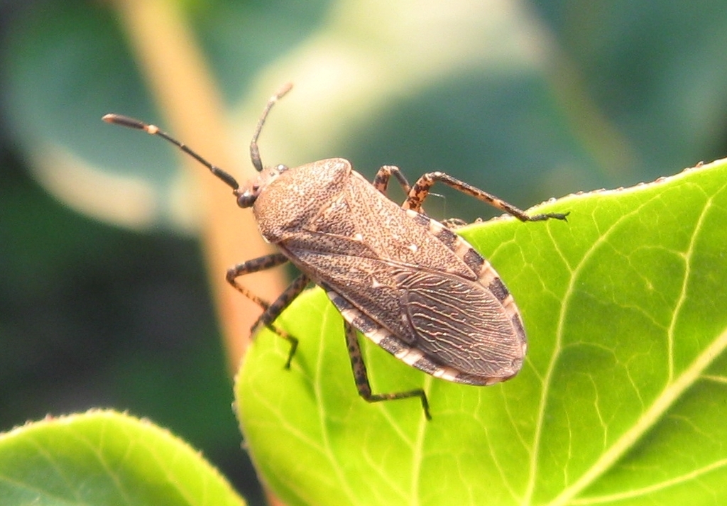 Catorhintha mendica