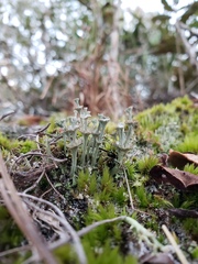 Cladonia rappii