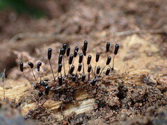 Stemonitopsis typhina